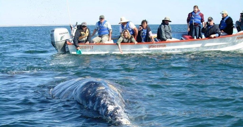 San Diego Whale Watching Guide - GetMyBoat