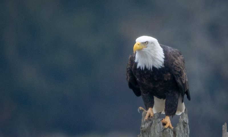 bald eagle bird watching