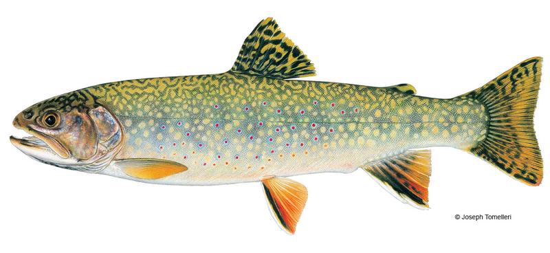 brooktrout