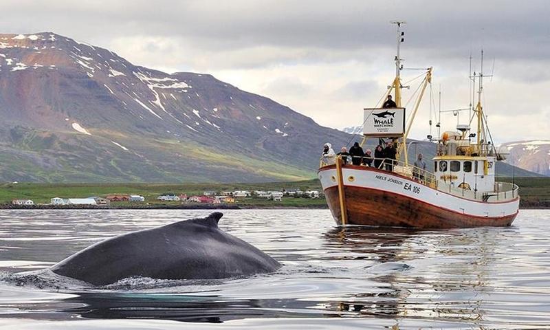 Iceland Whale Watch