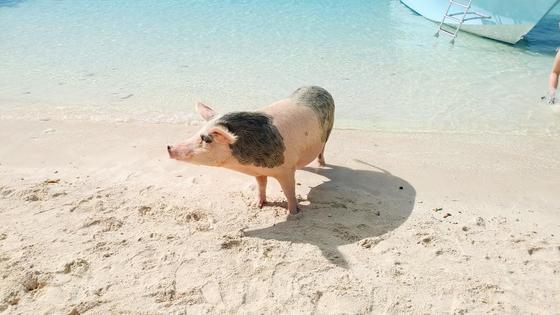 Pig Beach - Bahamas