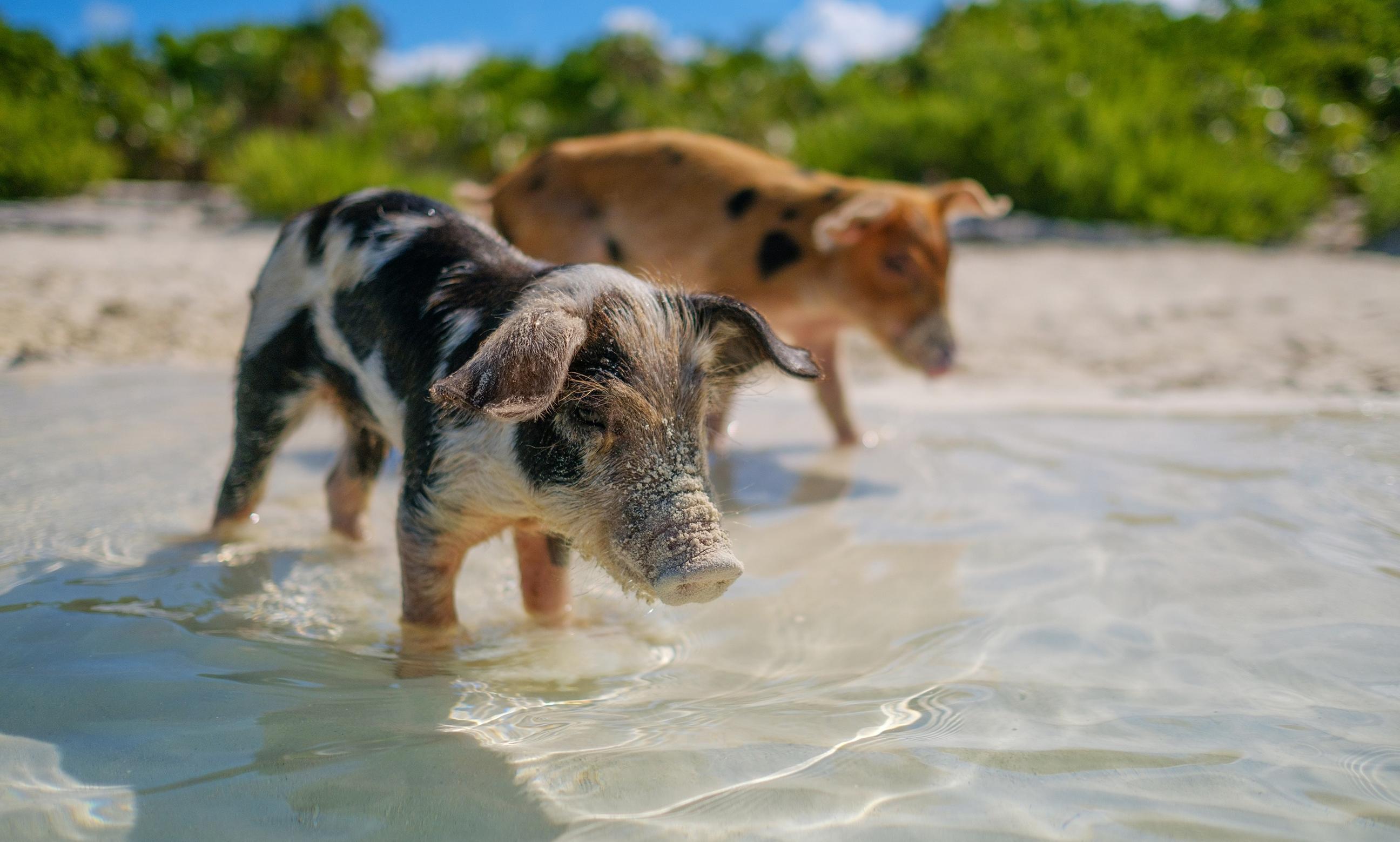 Pig Beach2