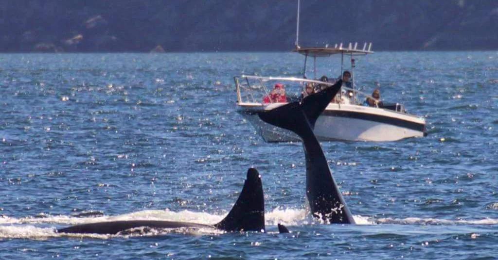 Whale Watching in Vancouver: Best Seasons & Species to See