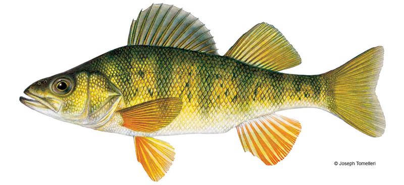 yellowPerch